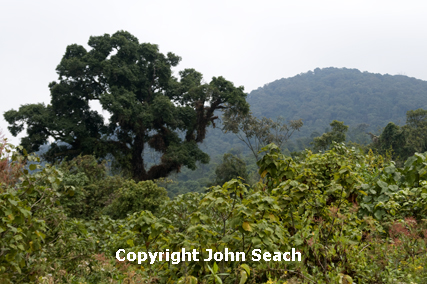 virunga